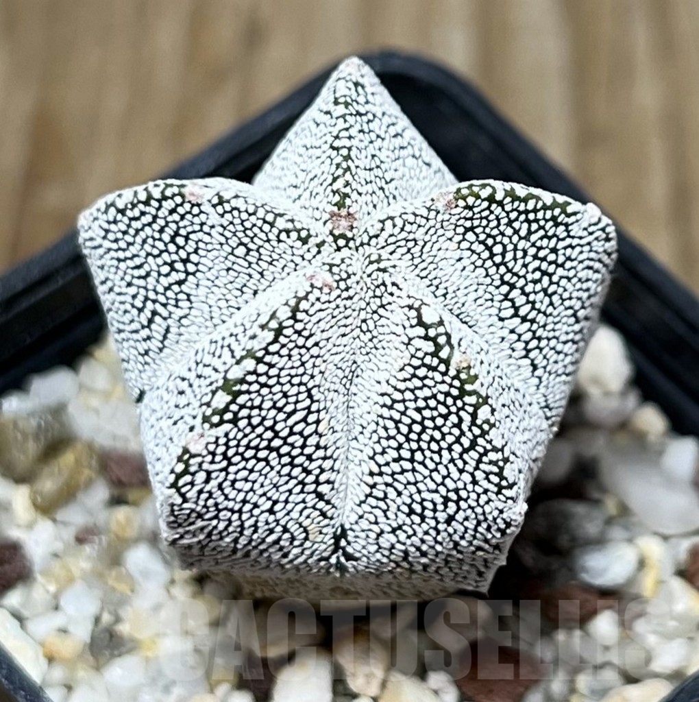 SET 25 Astrophytum myriostigma hybrid mix - Image 4