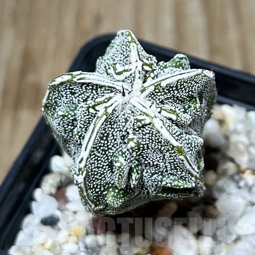 SET 25 Astrophytum myriostigma hybrid mix - Image 5