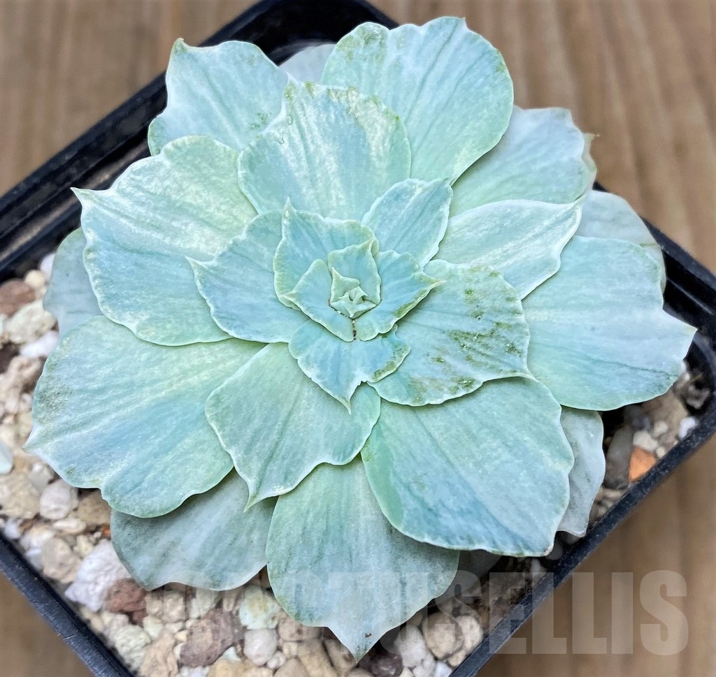SHPR19195 Echeveria 'Silver Queen'