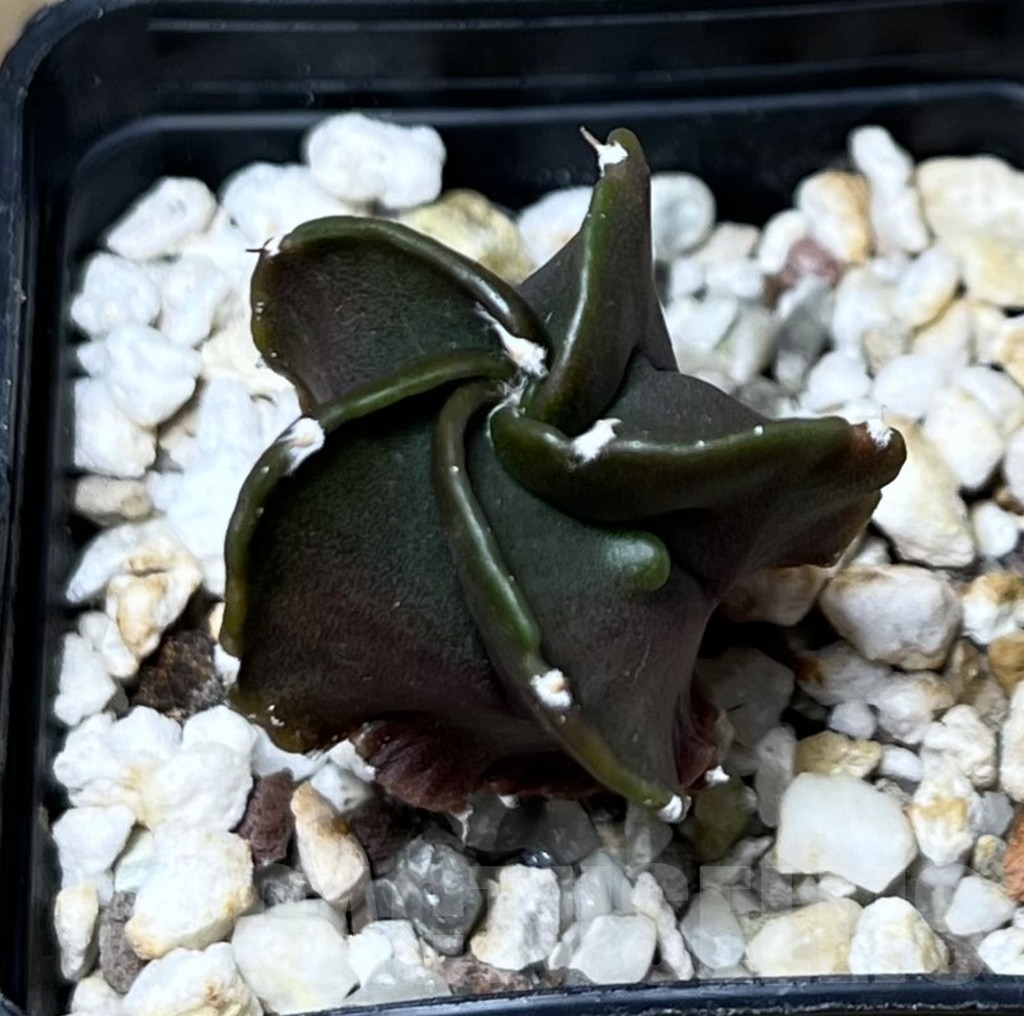 SET 25 Astrophytum myriostigma hybrid mix - Image 6