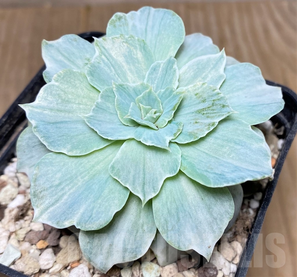 SHPR19195 Echeveria 'Silver Queen' - Image 2