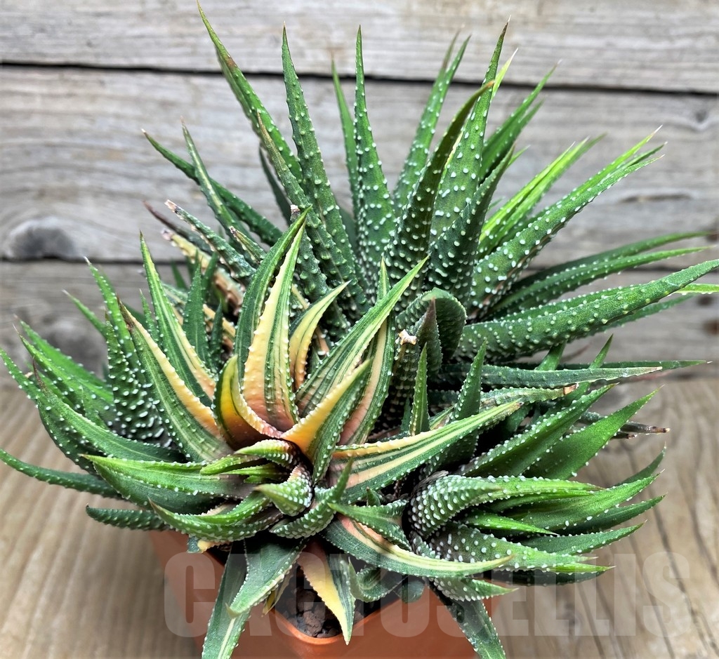 SHPR19196 Haworthia pumila f. variegata - Image 3