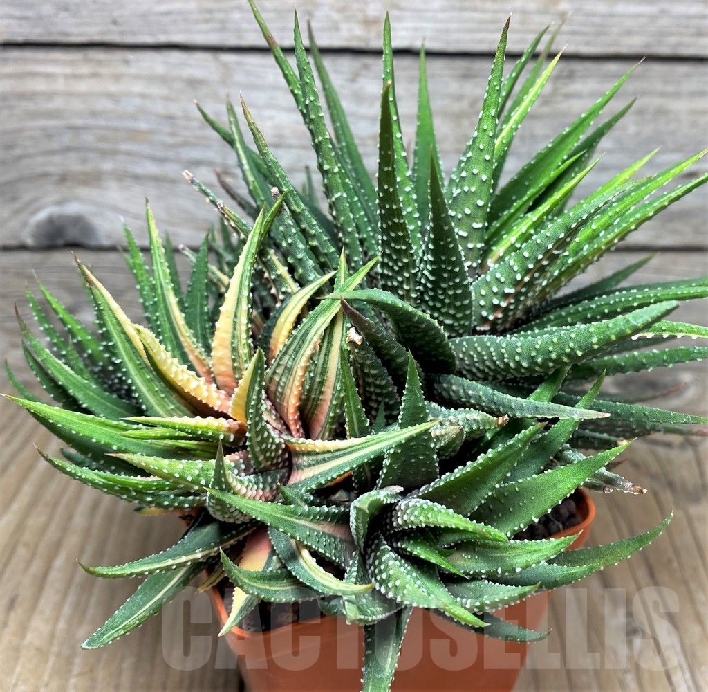 SHPR19196 Haworthia pumila f. variegata