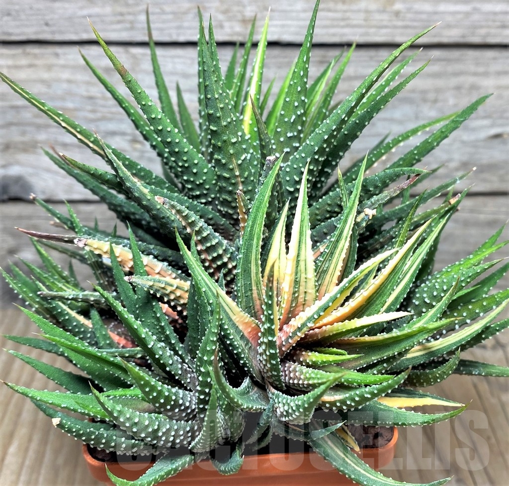 SHPR19196 Haworthia pumila f. variegata - Image 2