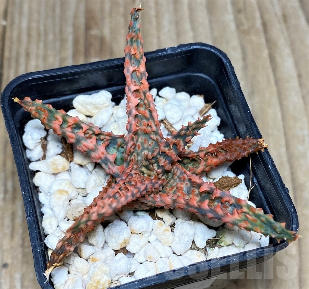 SHPR19198 Aloe TCT hybrid - Image 2