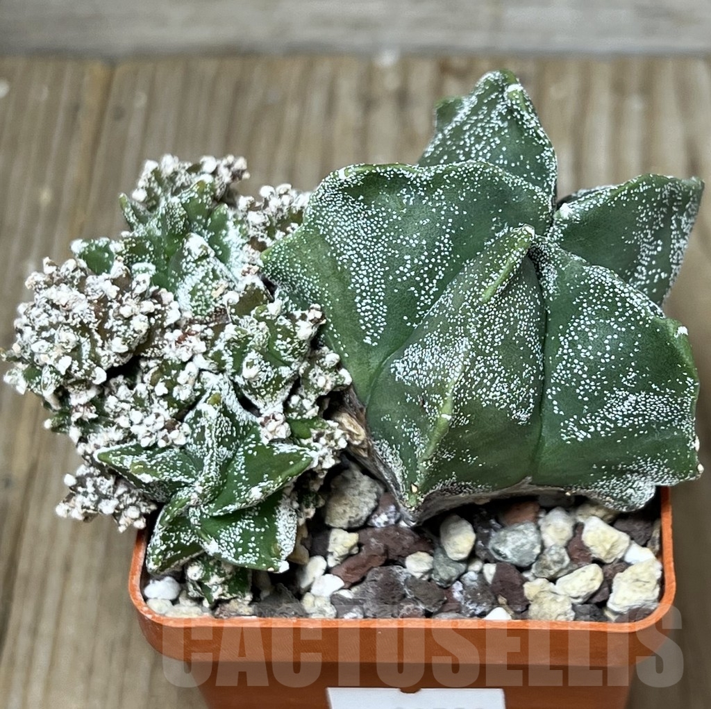 SHPR19732 Astrophytum myriostigma 'Kikko'