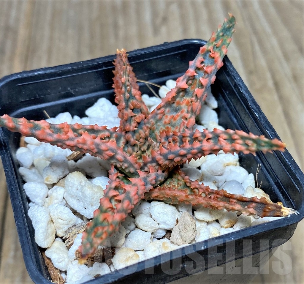 SHPR19198 Aloe TCT hybrid