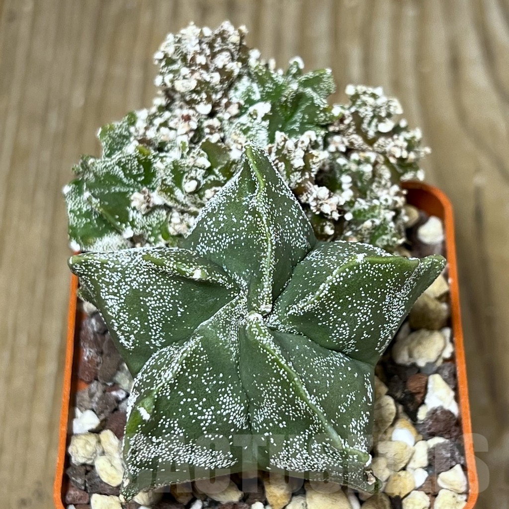 SHPR19732 Astrophytum myriostigma 'Kikko' - Image 2