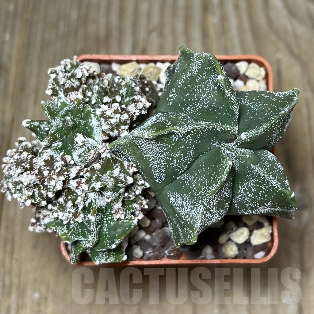 SHPR19732 Astrophytum myriostigma 'Kikko' - Image 3