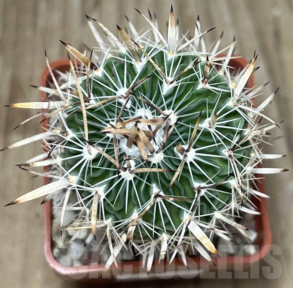 SHPR19734 Stenocactus multicostatus