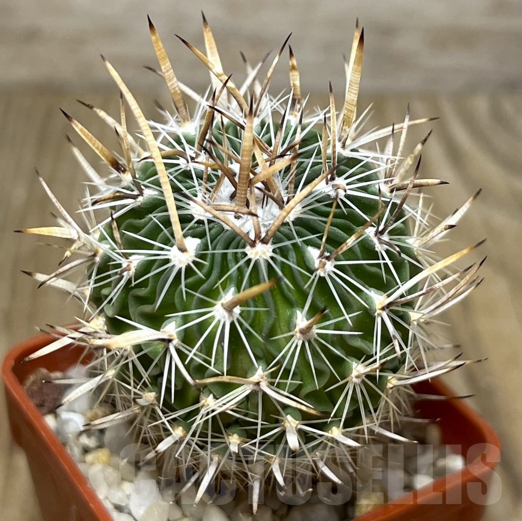 SHPR19734 Stenocactus multicostatus