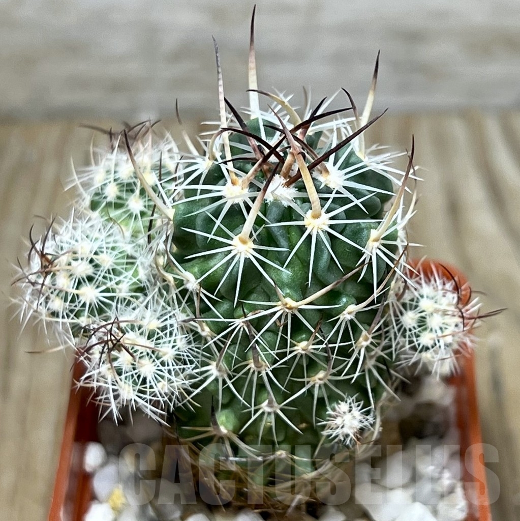 SHPR19738 Stenocactus spec. f. monstrosa