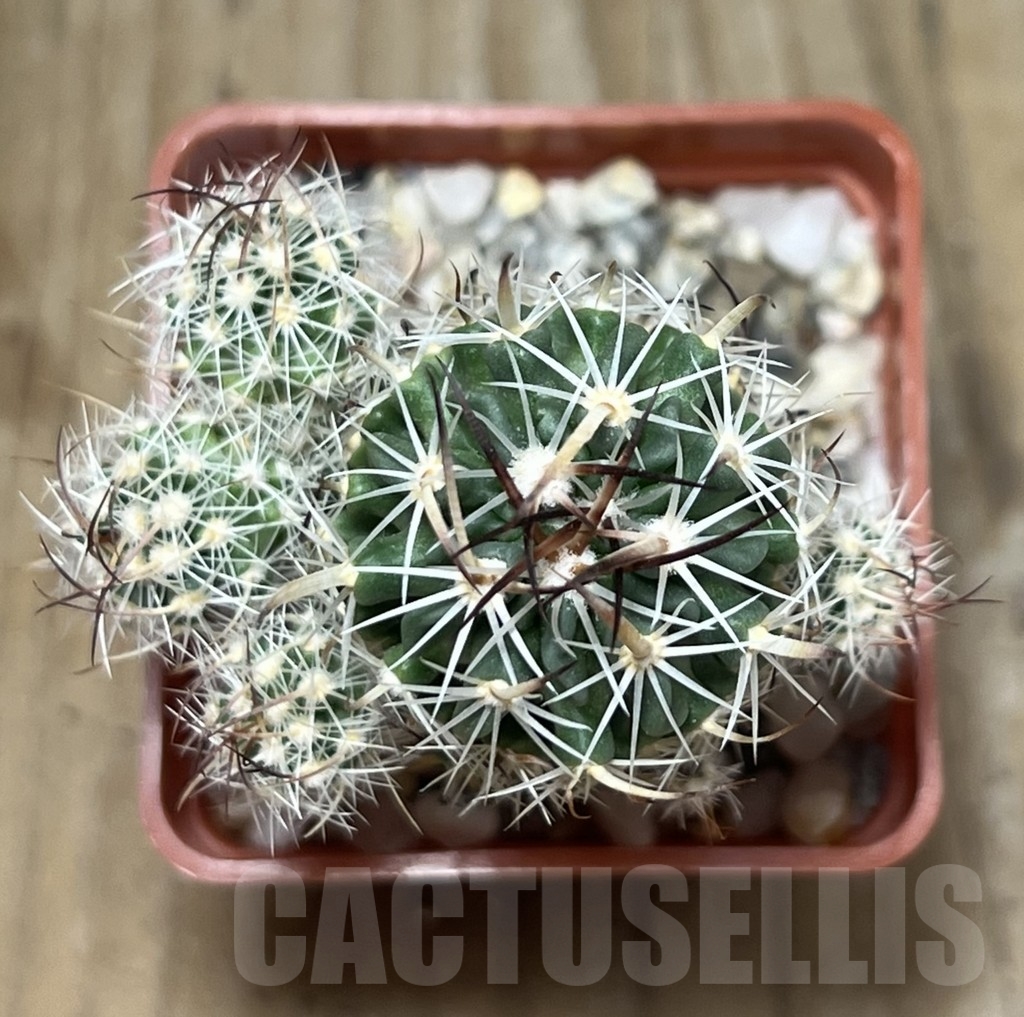 SHPR19738 Stenocactus spec. f. monstrosa - Image 2