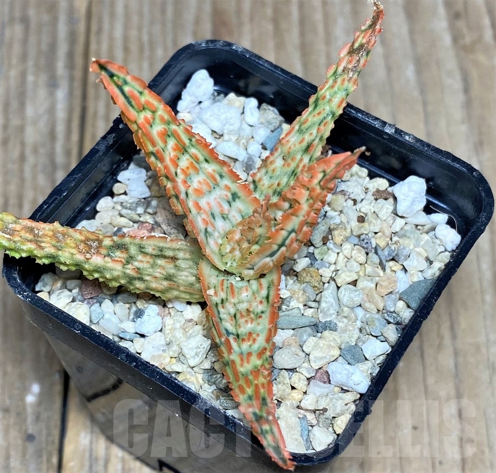 SHPR19210 Aloe TCT hybrid - Image 2