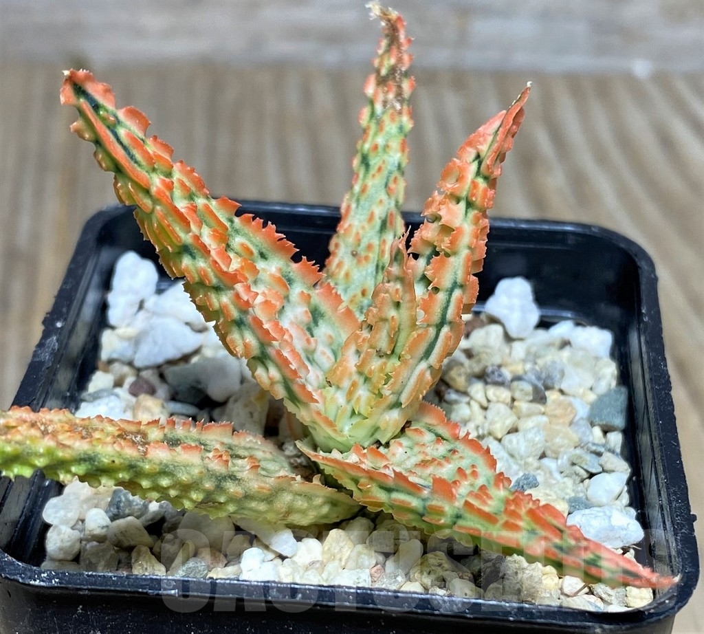 SHPR19210 Aloe TCT hybrid