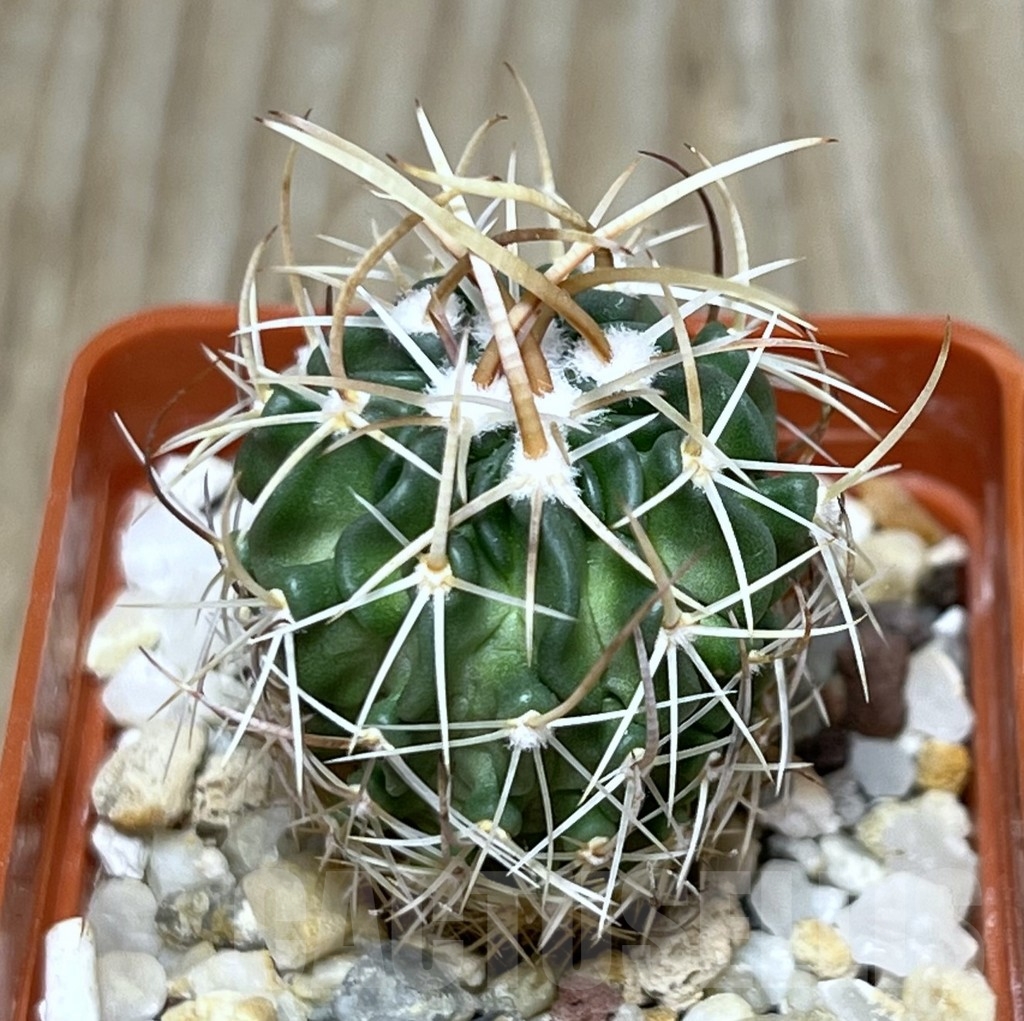 SHPR19741 Echinofossulocactus arrigens