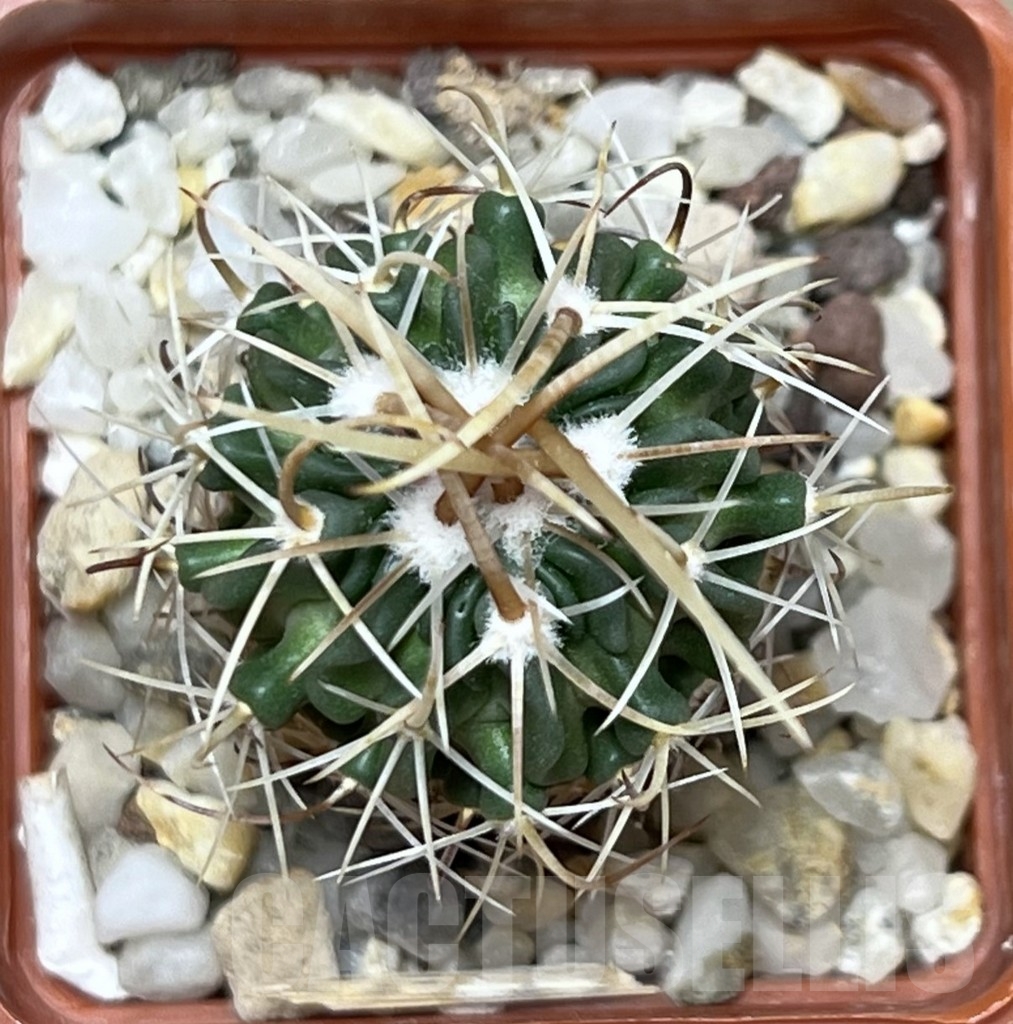 SHPR19741 Echinofossulocactus arrigens - Image 2