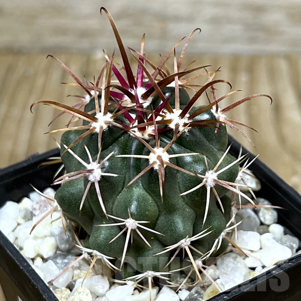 SHPR19742 Ferocactus fordii