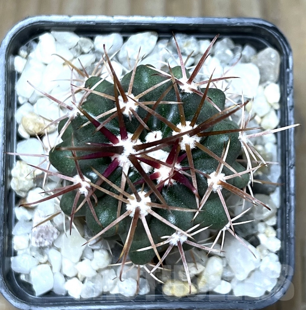 SHPR19742 Ferocactus fordii - Image 2