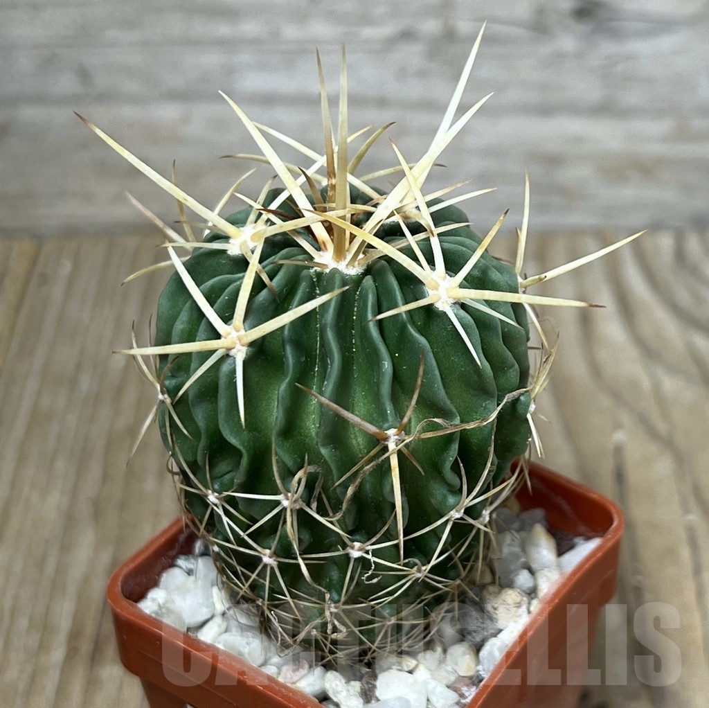 SHPR19744 Stenocactus anfractuosus
