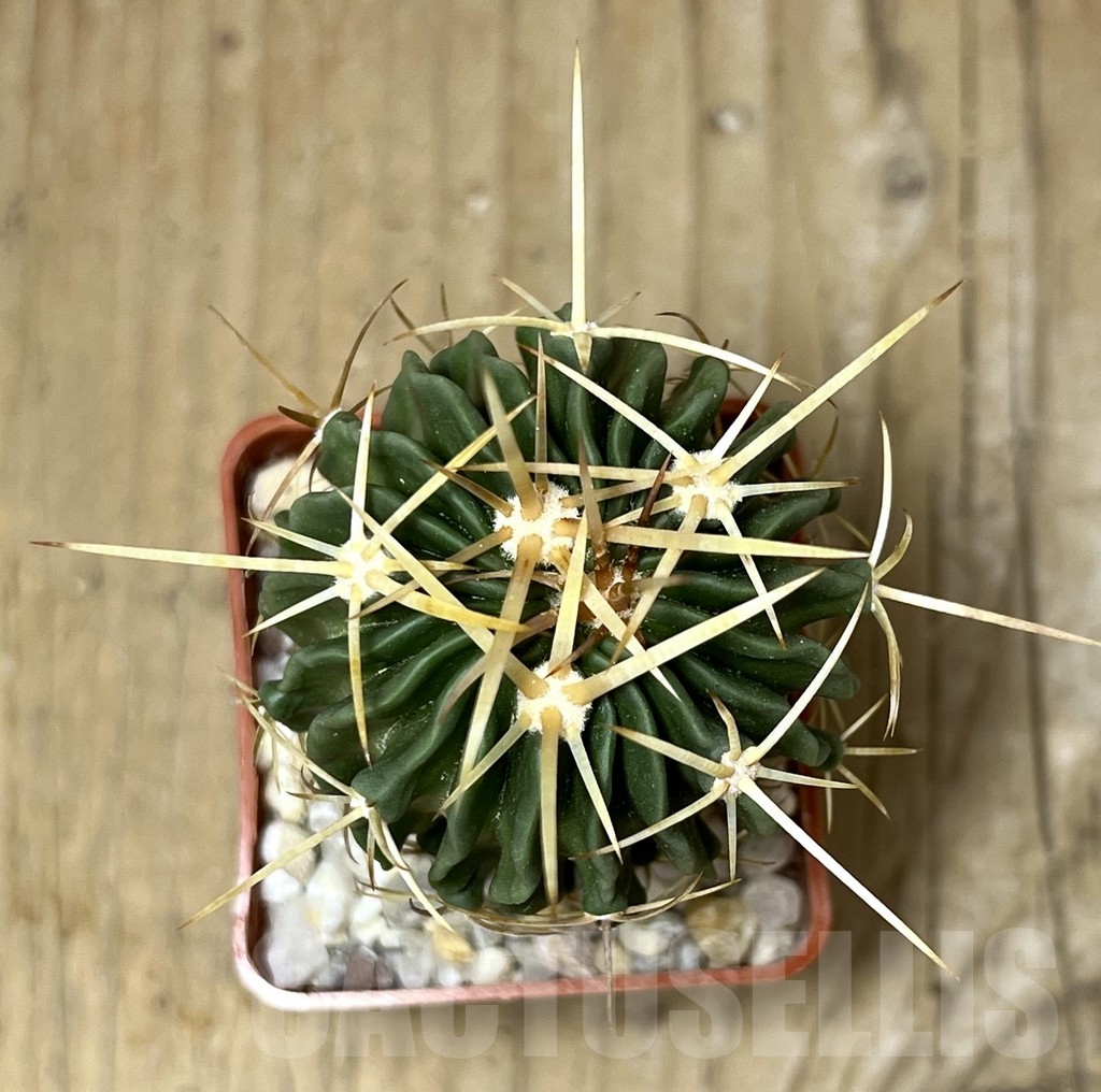 SHPR19744 Stenocactus anfractuosus - Image 2