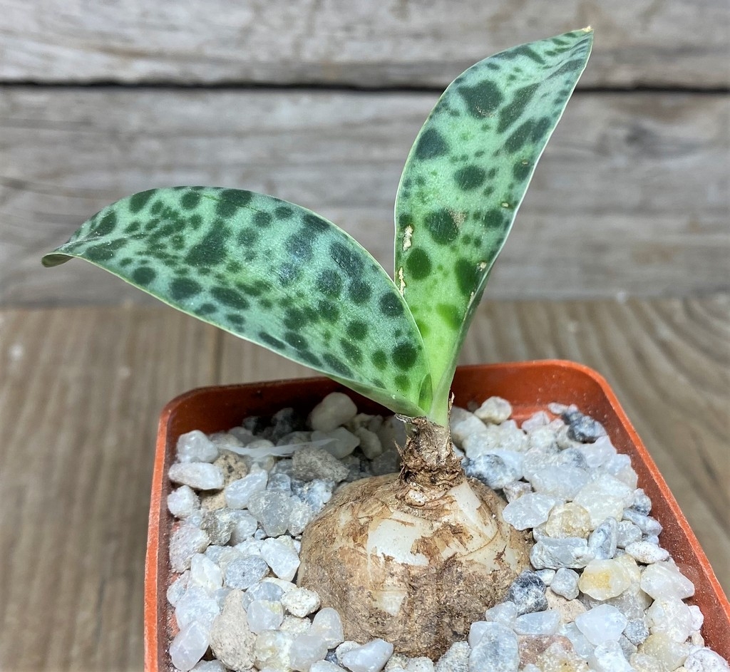 SHPR19223 Scilla sp. RM 342 - Image 2