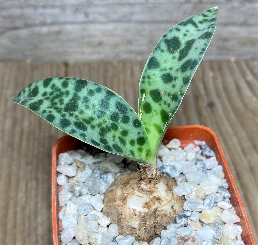 SHPR19223 Scilla sp. RM 342