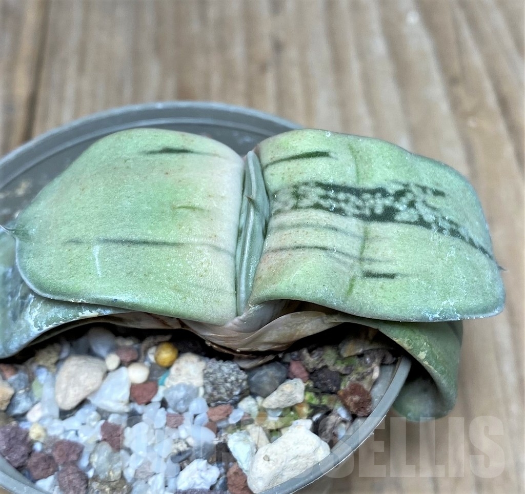 SHPR19232 Gasteria KC 98 - 画像 (2)