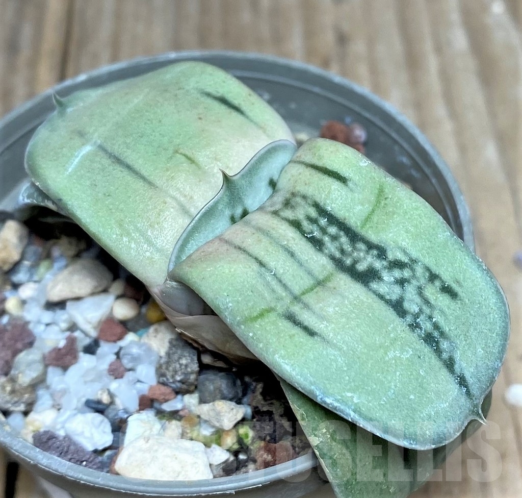SHPR19232 Gasteria KC 98