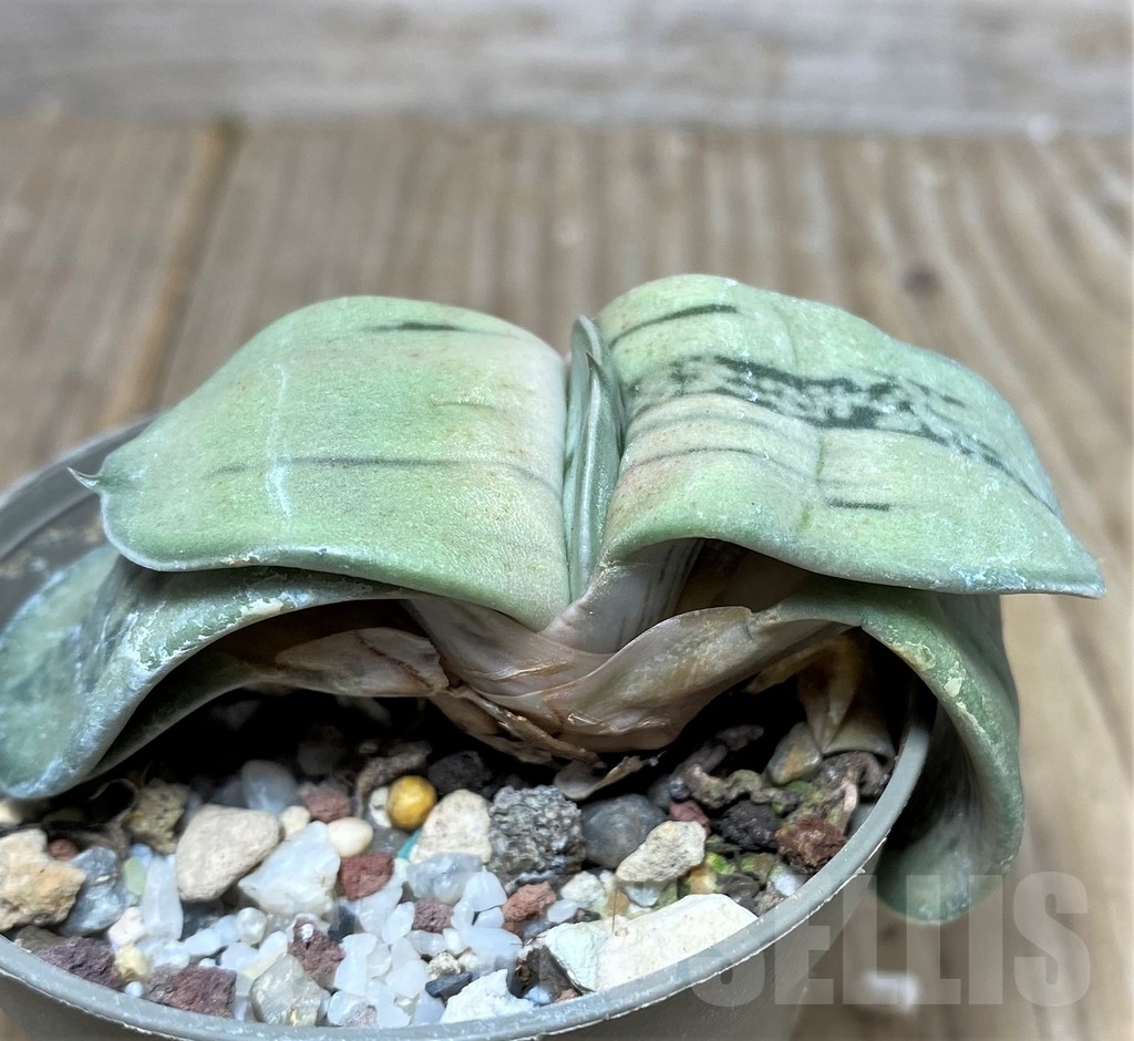 SHPR19232 Gasteria KC 98 - 画像 (3)