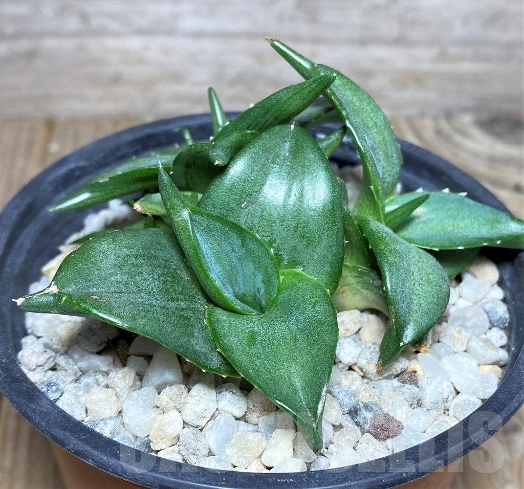 SHPR19238 Agave pumila 'Clusterfest' - Image 3