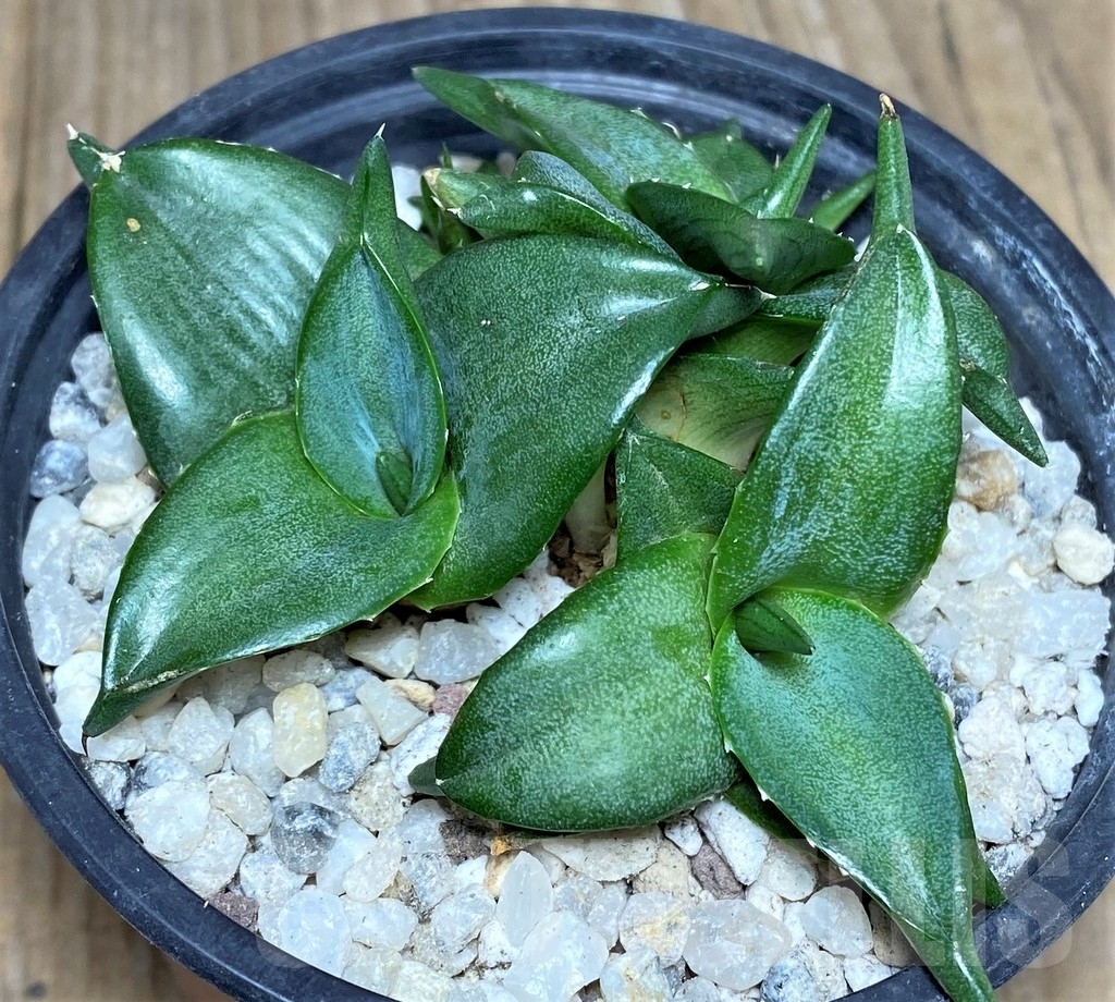 SHPR19238 Agave pumila 'Clusterfest' - Image 2