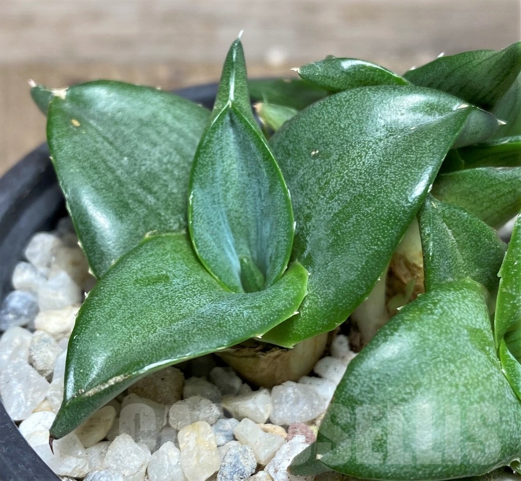 SHPR19238 Agave pumila 'Clusterfest'