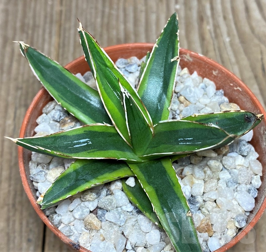 SHPR19239 Agave victoriae-reginae f. variegata - Image 2
