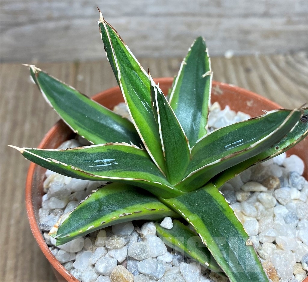 SHPR19239 Agave victoriae-reginae f. variegata