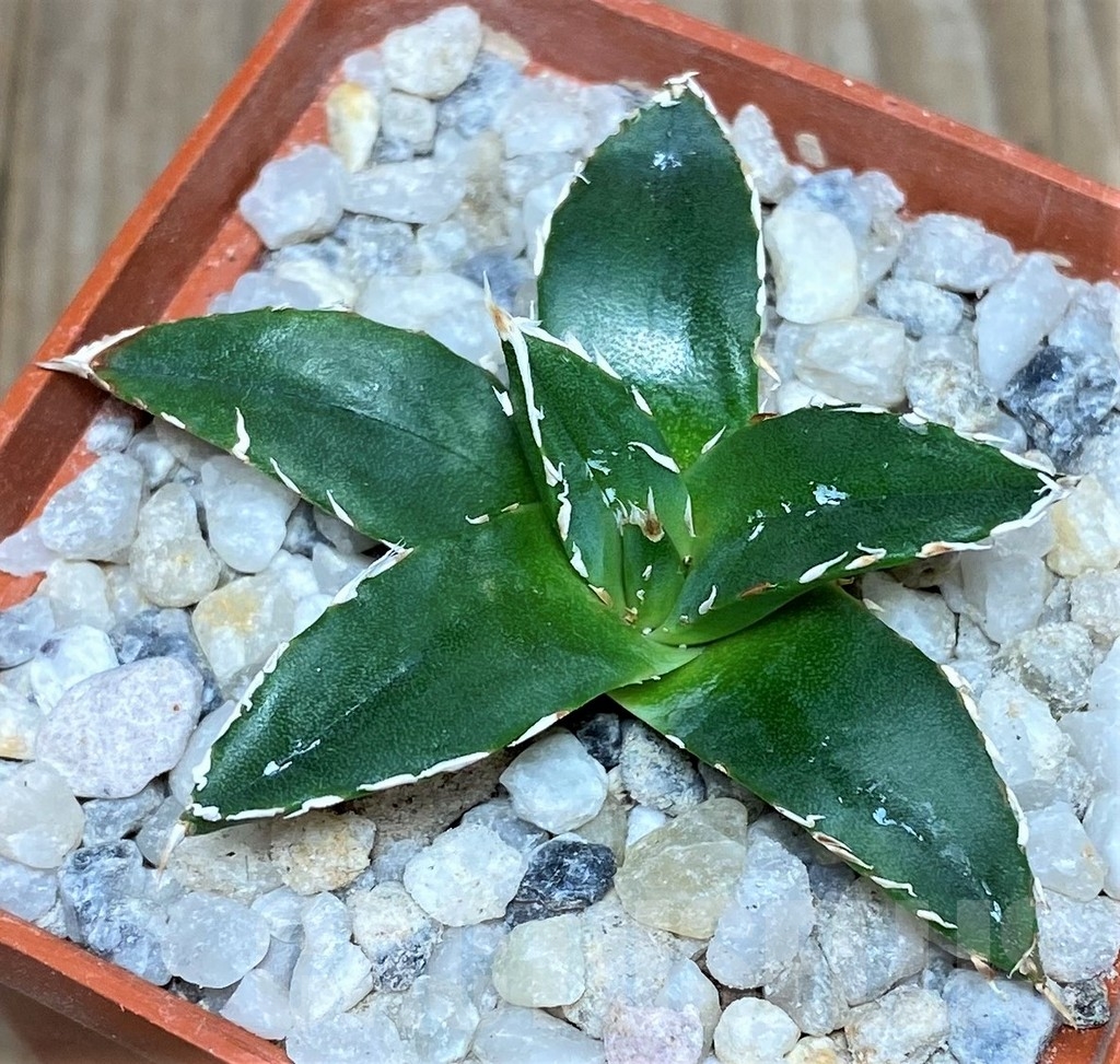 SHPR19240 Agave victoriae-reginae 'Himeson-no-yuki' - Image 2