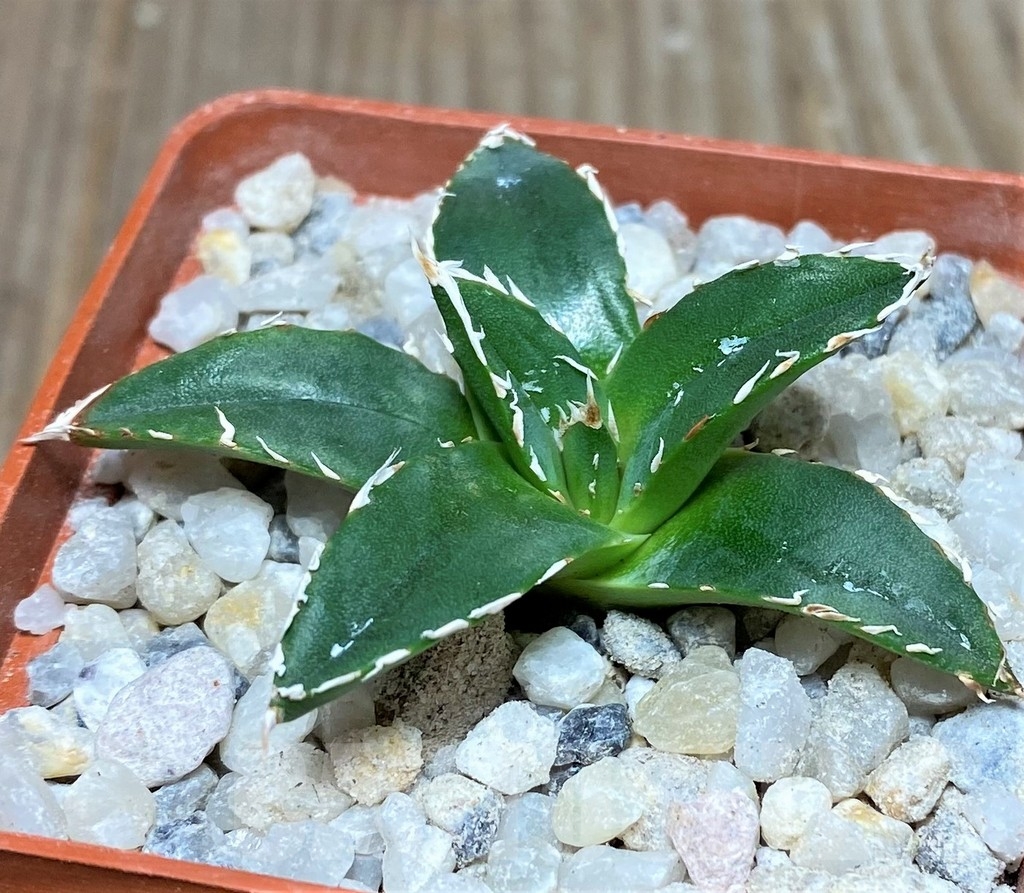 SHPR19240 Agave victoriae-reginae 'Himeson-no-yuki'