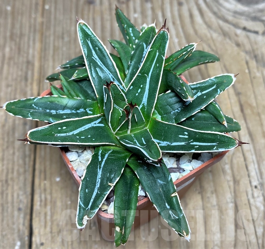 SHPR19241 Agave victoriae-reginae f. minor - Image 3