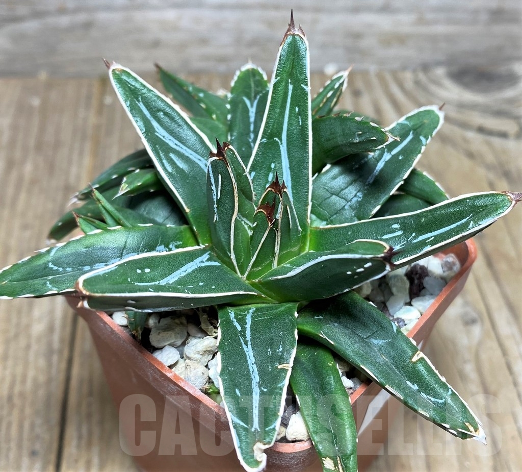 SHPR19241 Agave victoriae-reginae f. minor