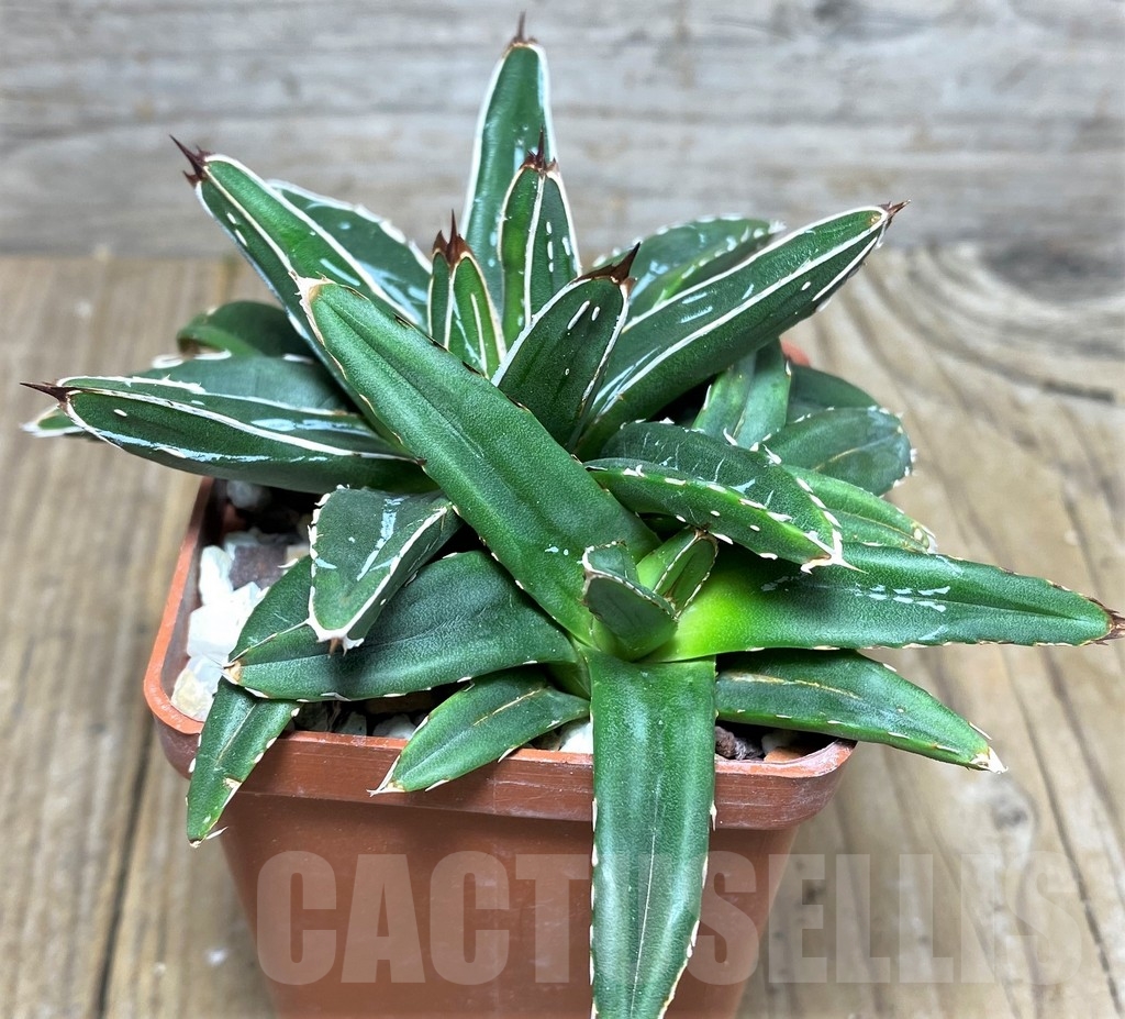 SHPR19241 Agave victoriae-reginae f. minor - Image 2