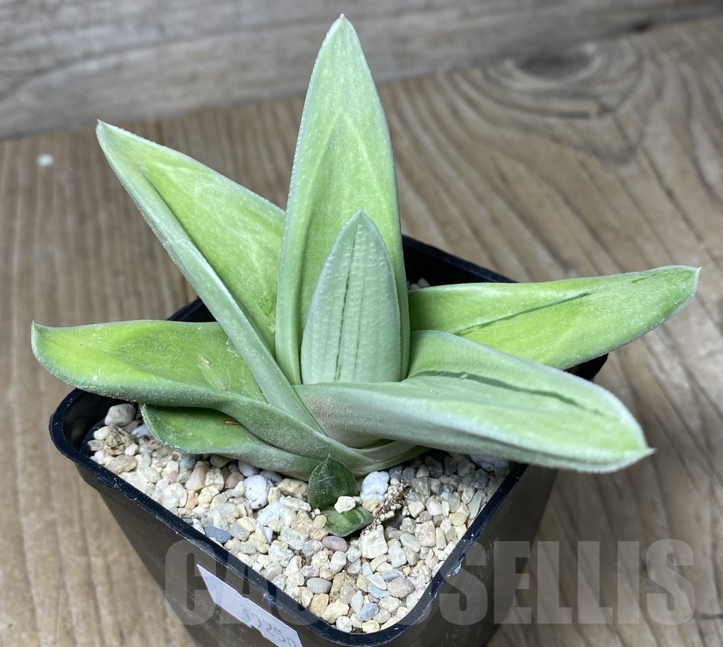 VVG19250 Gasteraloe 'Green Ice'