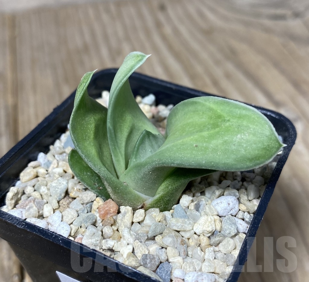 VVG19251 Gasteraloe 'Green Ice'