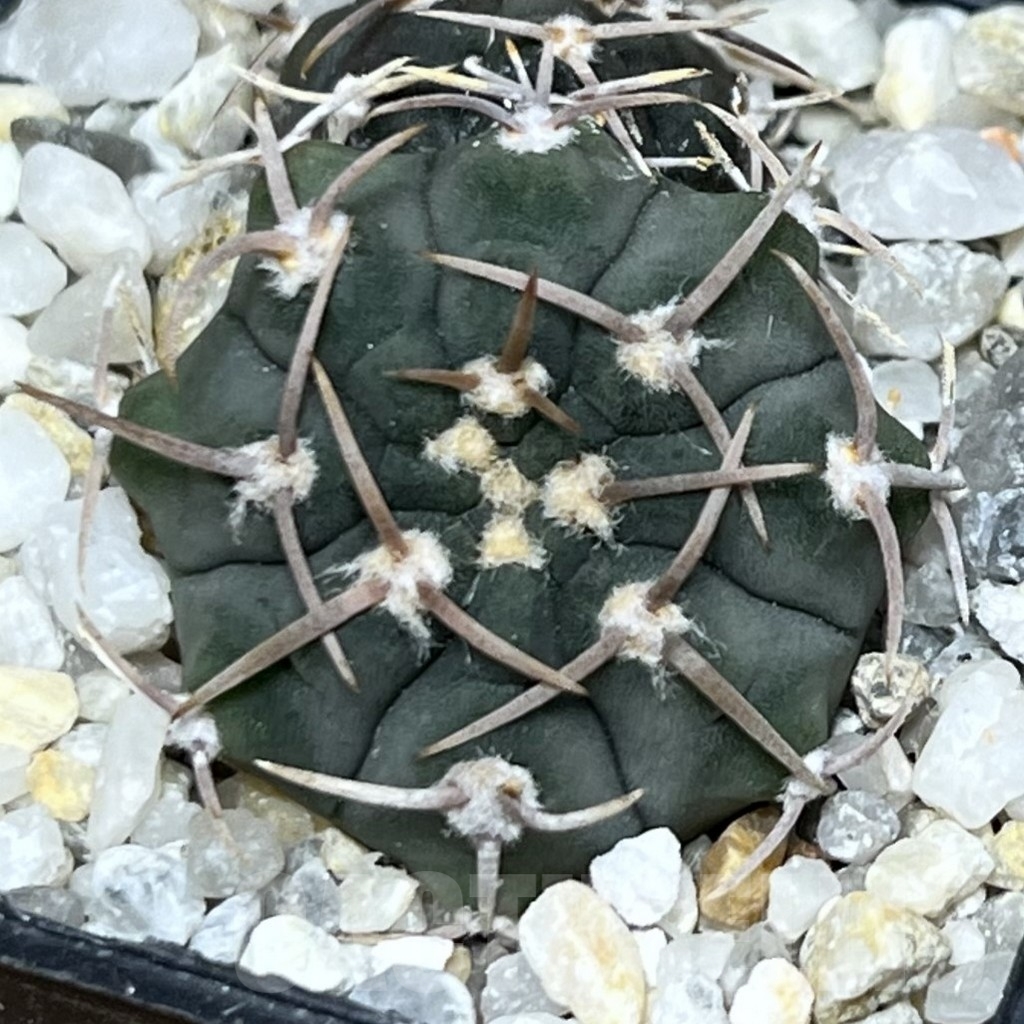 SHPR19789 Gymnocalycium vatteri v. altautinense