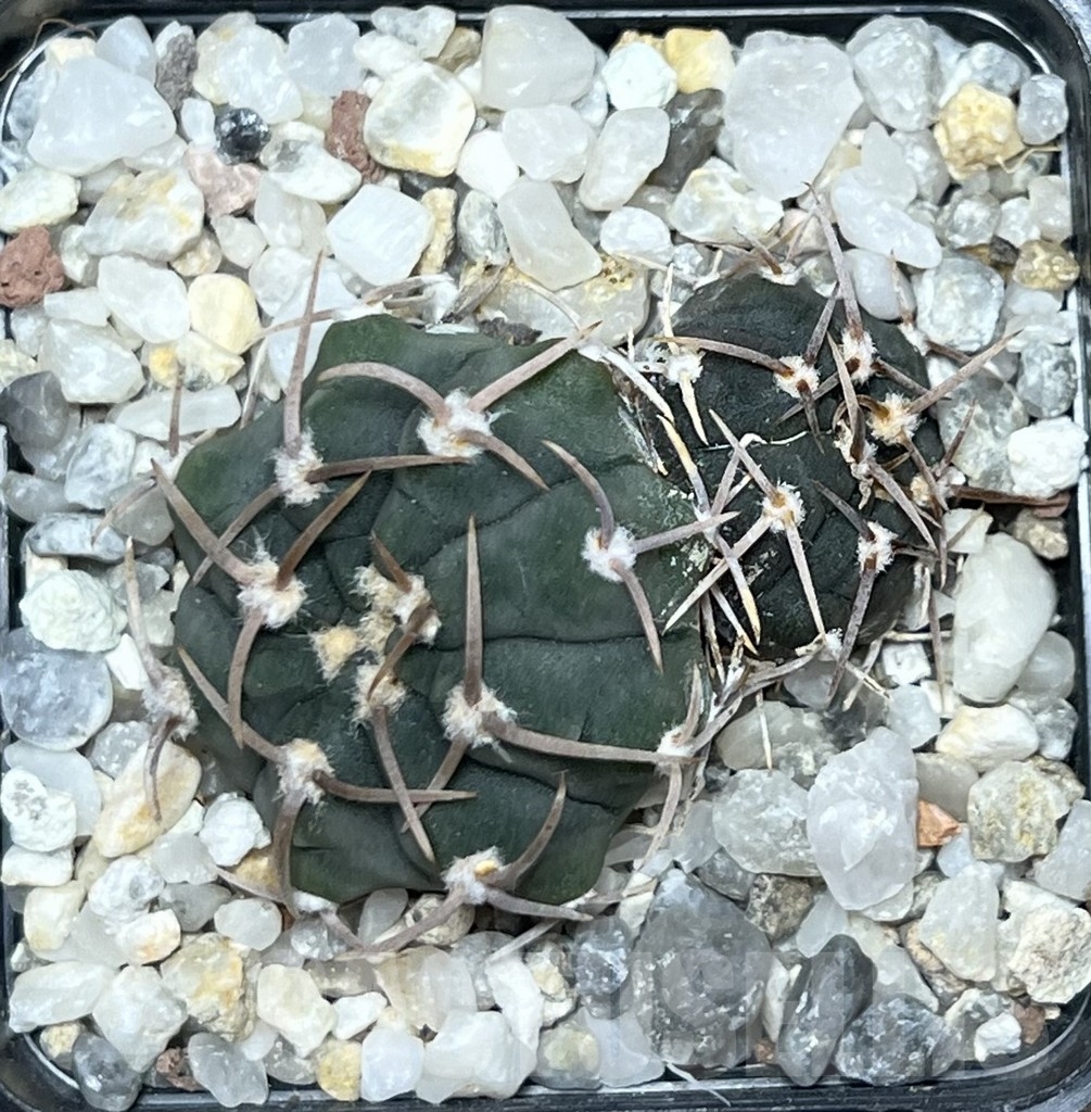 SHPR19789 Gymnocalycium vatteri v. altautinense - Image 2