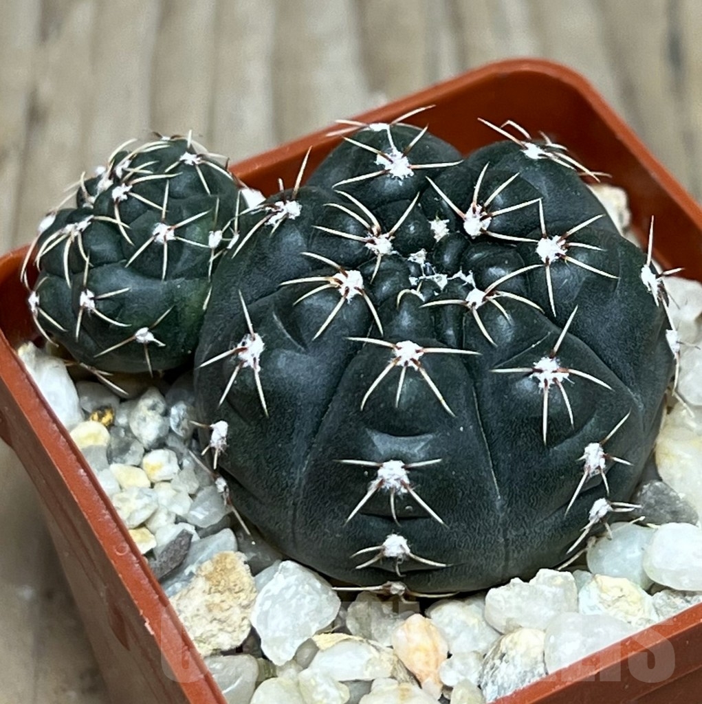 SHPR19792 Gymnocalycium amerhauseri STO 229