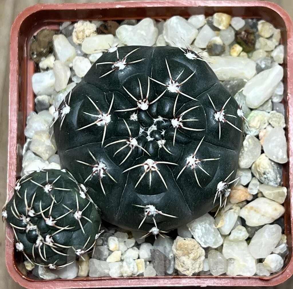 SHPR19792 Gymnocalycium amerhauseri STO 229 - Image 2
