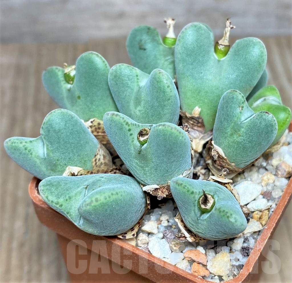 SHPR19421 Conophytum bilobum HBF - Image 2