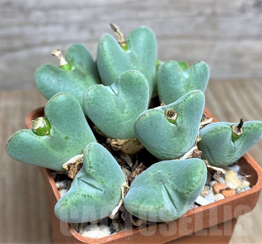 SHPR19421 Conophytum bilobum HBF