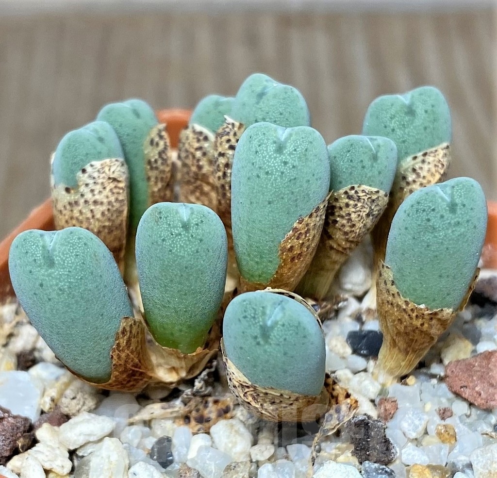SHPR19426 Conophytum bilobum 'Cauliferum' COP 38-15