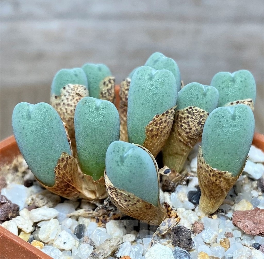 SHPR19426 Conophytum bilobum 'Cauliferum' COP 38-15 - Image 2